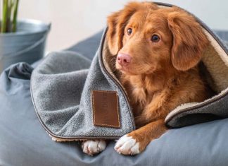 Tips-to-Keep-Your-Pet-Healthy-Happy-and-Warm-on-CivicDaily
