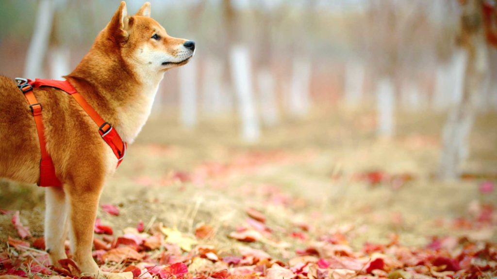 Look-For-Before-Buying-Dog-Training-Collars-&-FAQs-on-CivicDaily