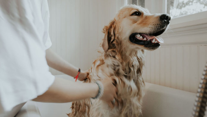 Four-Best-Cleaning-Hacks-for-Beating-Pet-Allergies-on-civicdaily