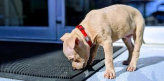The-Ultimate-Guide-for-Choosing-the-Right-Dog-Reflective-Collar-on-civicdaily