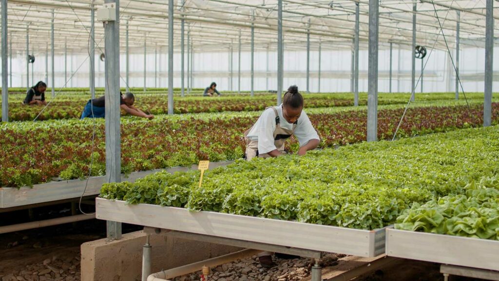Thriving-Without-Soil-Hydroponic-Wonders-For-Your-Vegetable-Garden-on-civicdaily