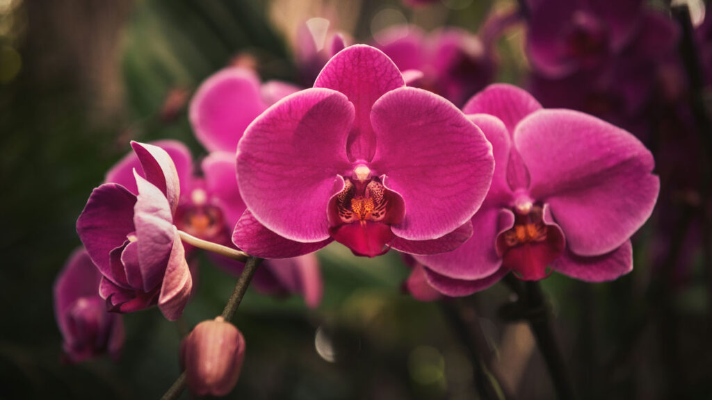 Orchid-Oasis---Essential-Care-Guide-For-Ground-Orchids-on-civicdaily