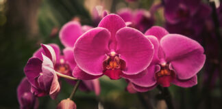 Orchid-Oasis---Essential-Care-Guide-For-Ground-Orchids-on-civicdaily