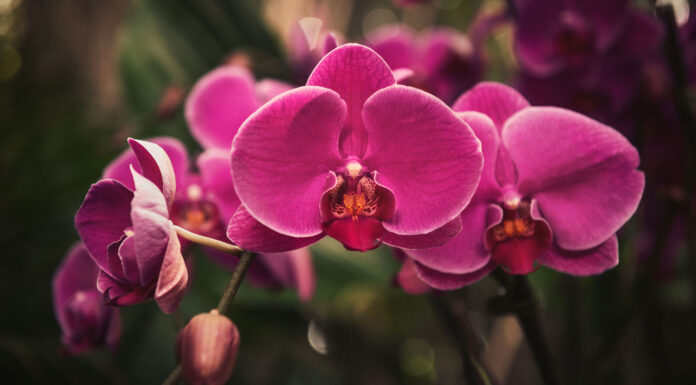 Orchid-Oasis---Essential-Care-Guide-For-Ground-Orchids-on-civicdaily
